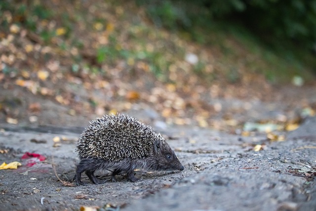 并提高了自 并提高了自